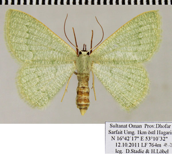 /filer/webapps/moths/media/images/F/faustinata_Phaiogramma_AF_ZSM.jpg