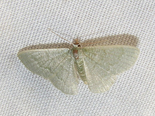 /filer/webapps/moths/media/images/F/faustinata_Phaiogramma_A_Goff.jpg