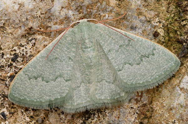 /filer/webapps/moths/media/images/F/faustinata_Phaiogramma_A_Stadie.jpg