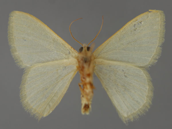 /filer/webapps/moths/media/images/F/faustinata_Phaiogramma_A_ZSM_02.jpg
