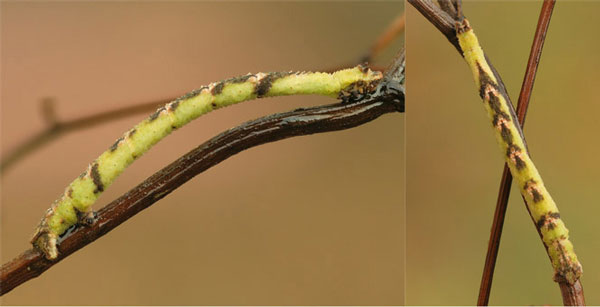 /filer/webapps/moths/media/images/F/faustinata_Phaiogramma_C_Stadie.jpg