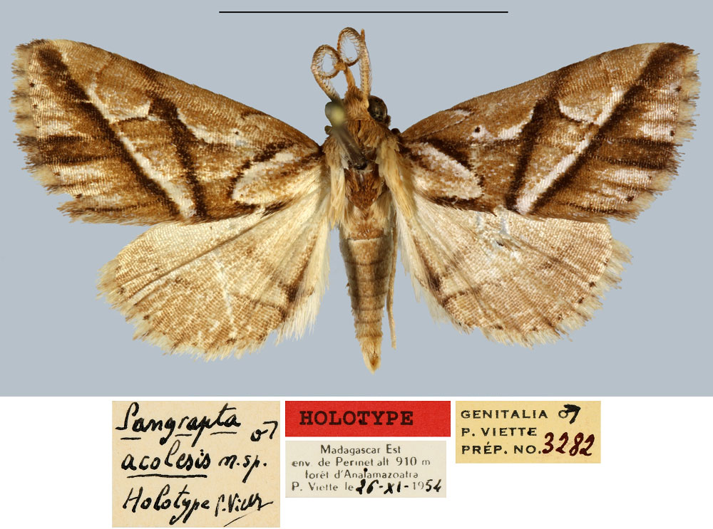 /filer/webapps/moths/media/images/F/fauvealis_Pangrapta_HT_MNHN.jpg