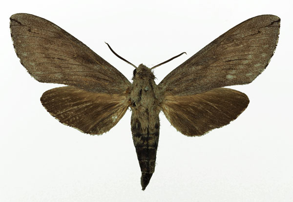 /filer/webapps/moths/media/images/F/favillacea_Pantophaea_AF_Basquin.jpg