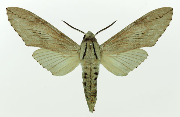/filer/webapps/moths/media/images/F/favillacea_Pantophaea_AM_Basquin_02.jpg