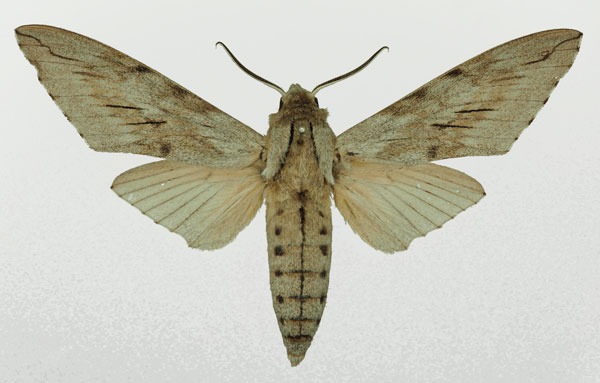 /filer/webapps/moths/media/images/F/favillacea_Pantophaea_AM_Basquin_03.jpg