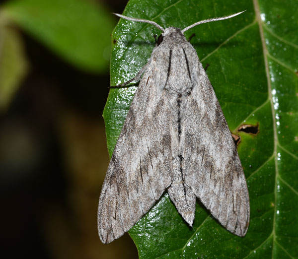 /filer/webapps/moths/media/images/F/favillacea_Pantophaea_AM_Schmit.jpg