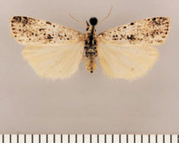 /filer/webapps/moths/media/images/F/favillacea_Pasteosia_AF_TMSA.jpg