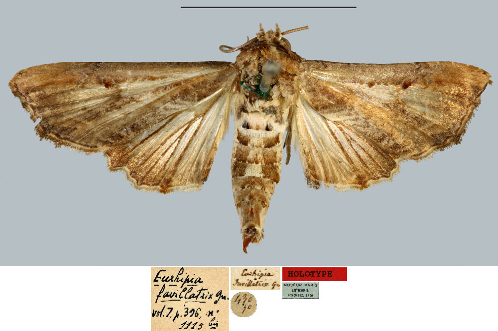 /filer/webapps/moths/media/images/F/favillatrix_Eurhipia_HT_MNHN.jpg