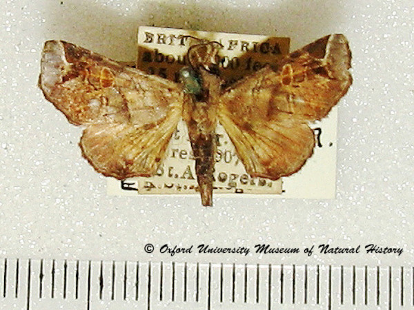 /filer/webapps/moths/media/images/F/favillatrix_Eutelia_A_OUMNH.jpg