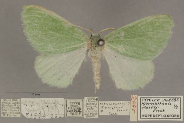 /filer/webapps/moths/media/images/F/featheri_Hierochthonia_PTF_OUMNHa_01.jpg