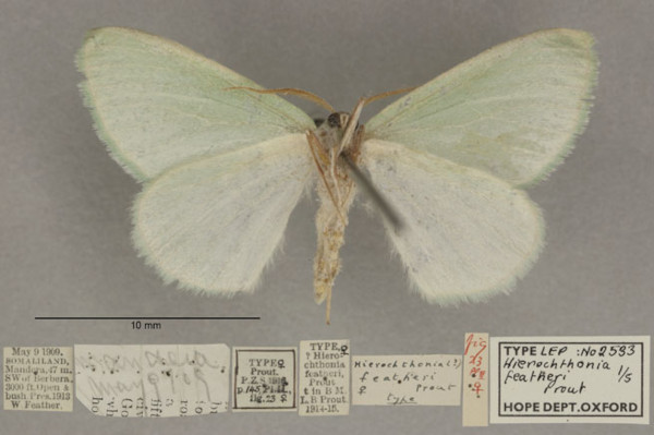 /filer/webapps/moths/media/images/F/featheri_Hierochthonia_PTF_OUMNHb_01.jpg