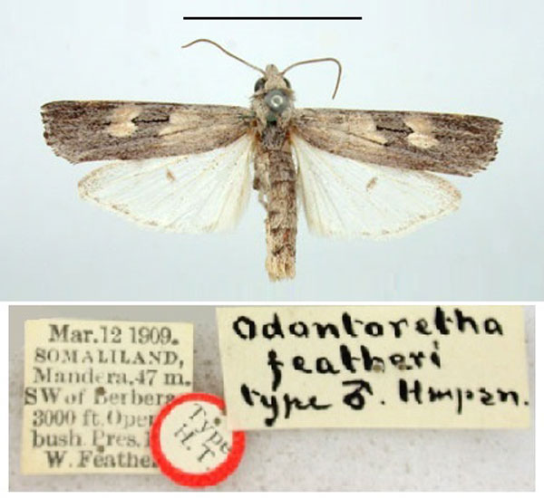 /filer/webapps/moths/media/images/F/featheri_Odontorethra_HT_BMNH.jpg