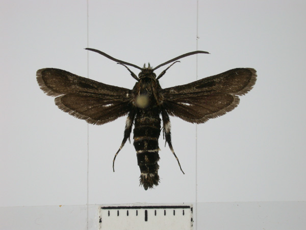 /filer/webapps/moths/media/images/F/felderi_Anaudia_AF_SMNS.jpg