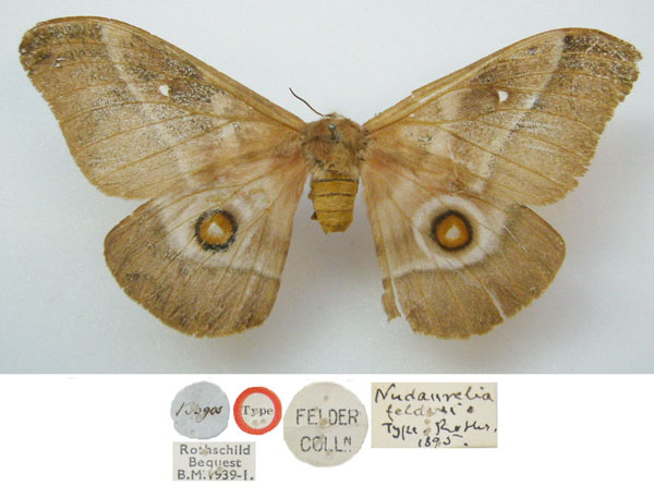 /filer/webapps/moths/media/images/F/felderi_Nudaurelia_HT_NHMUKa.jpg