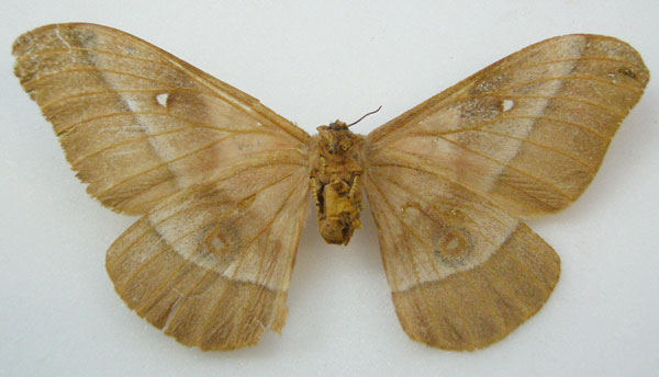 /filer/webapps/moths/media/images/F/felderi_Nudaurelia_HT_NHMUKb.jpg
