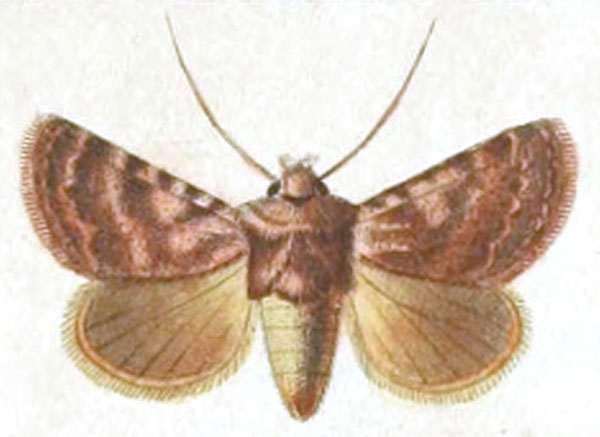 /filer/webapps/moths/media/images/F/felicina_Polia_HT_Donzel-2.jpg