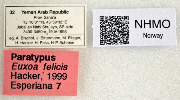 /filer/webapps/moths/media/images/F/felicis_Euxoa_PTLBL_NHMO.jpg