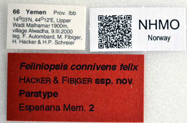 /filer/webapps/moths/media/images/F/felix_Feliniopsis_PTLBL_NHMO.jpg
