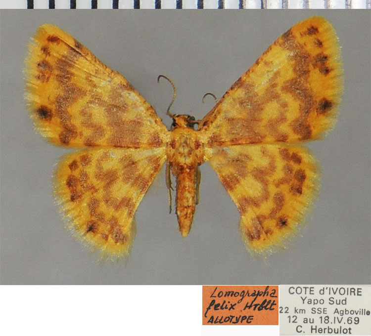 /filer/webapps/moths/media/images/F/felix_Lomographa_AT_ZSM.jpg