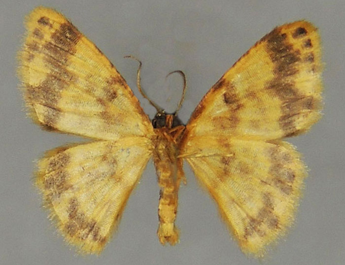 /filer/webapps/moths/media/images/F/felix_Lomographa_HT_ZSMb.jpg