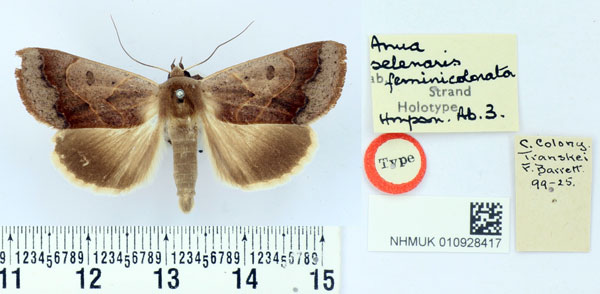/filer/webapps/moths/media/images/F/feminicolorata_Anua_ST_BMNH.jpg