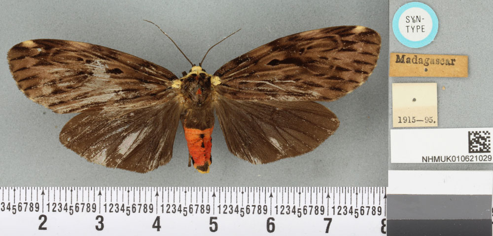 /filer/webapps/moths/media/images/F/feminina_Phryganopteryx_STF_BMNHa.jpg