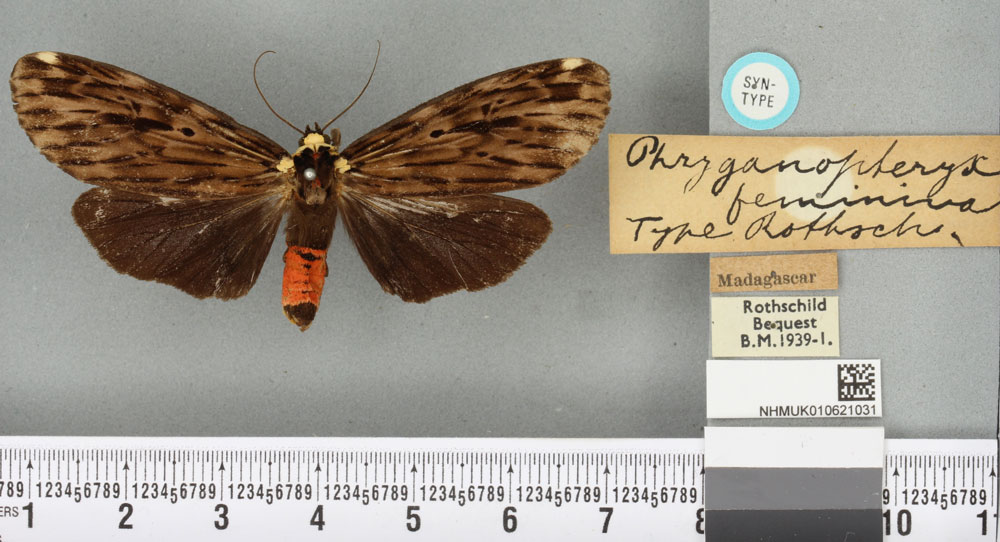 /filer/webapps/moths/media/images/F/feminina_Phryganopteryx_STM_BMNH_02a.jpg