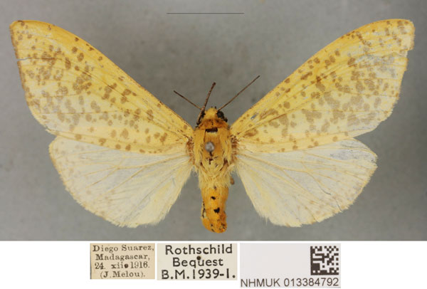/filer/webapps/moths/media/images/F/feminina_Spilosoma_PTF_BMNH.jpg