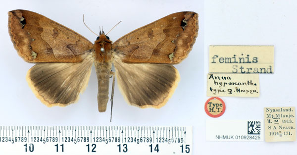 /filer/webapps/moths/media/images/F/feminis_Anua_AT_BMNH.jpg