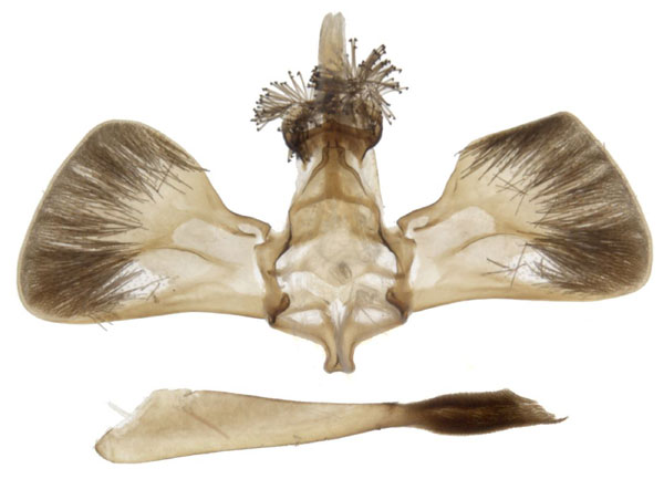 /filer/webapps/moths/media/images/F/fenestra_Homogyna_GMPT_SMNS.jpg