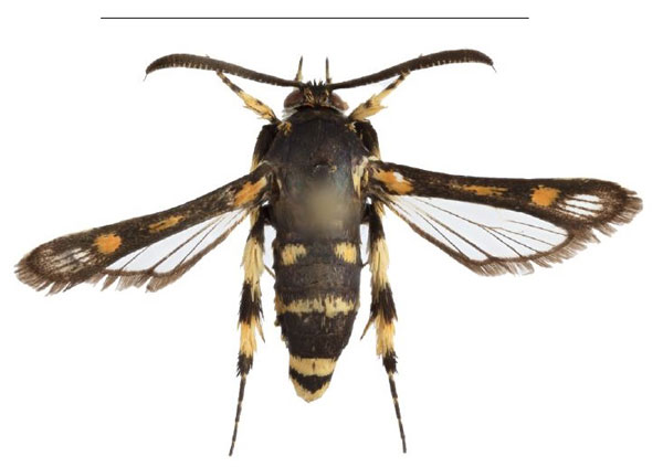 /filer/webapps/moths/media/images/F/fenestra_Homogyna_HT_SMNSa.jpg
