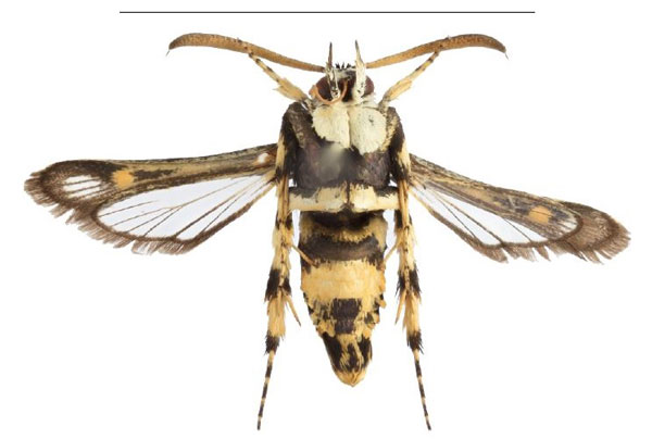 /filer/webapps/moths/media/images/F/fenestra_Homogyna_HT_SMNSb.jpg