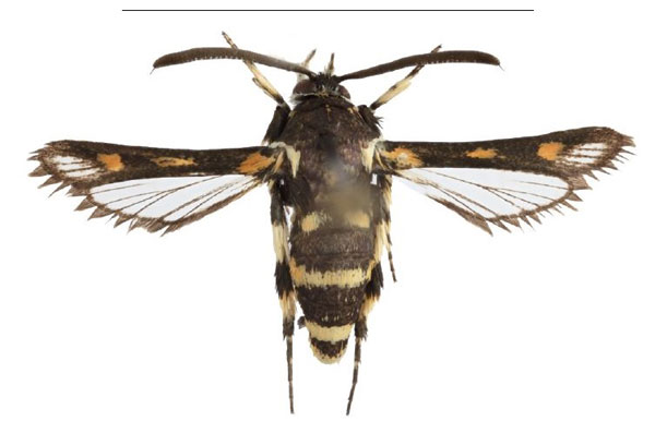 /filer/webapps/moths/media/images/F/fenestra_Homogyna_PT_SMNS_01.jpg