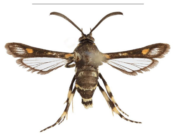 /filer/webapps/moths/media/images/F/fenestra_Homogyna_PT_SMNS_02.jpg