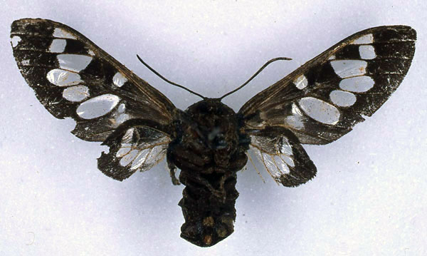 /filer/webapps/moths/media/images/F/fenestrata_Balacra_HT_BMNH_02.jpg