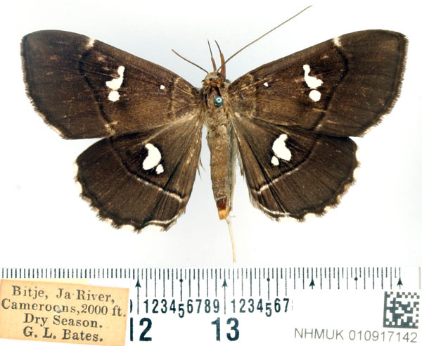 /filer/webapps/moths/media/images/F/fenestrata_Gracilodes_AF_BMNH.jpg