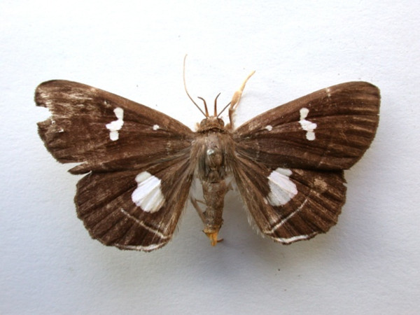 /filer/webapps/moths/media/images/F/fenestrata_Gracilodes_A_Revell.jpg