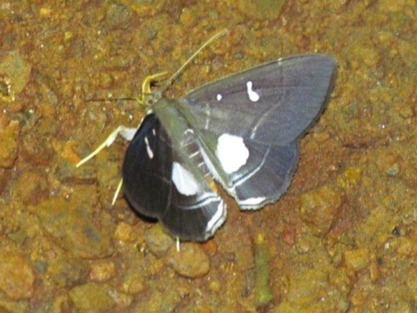 /filer/webapps/moths/media/images/F/fenestrata_Gracilodes_A_Stanton.jpg