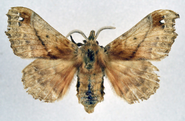 /filer/webapps/moths/media/images/F/fenestrata_Odontopacha_AF_NHMO_01.jpg