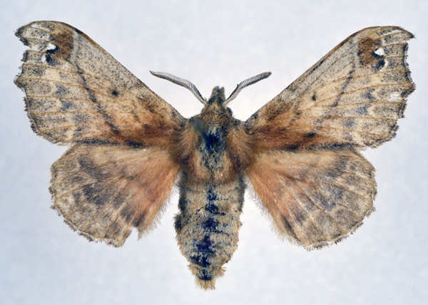 /filer/webapps/moths/media/images/F/fenestrata_Odontopacha_AF_NHMO_02.jpg