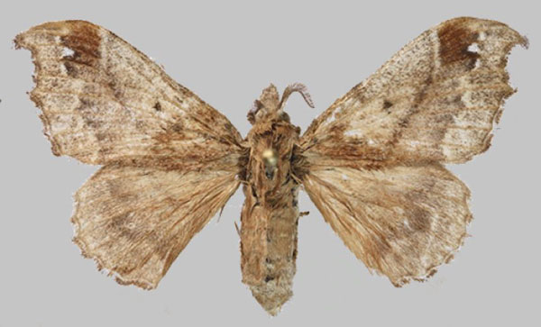 /filer/webapps/moths/media/images/F/fenestrata_Odontopacha_AF_RMBH.jpg