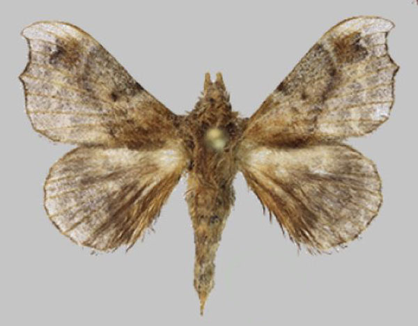 /filer/webapps/moths/media/images/F/fenestrata_Odontopacha_AM_RMBH.jpg
