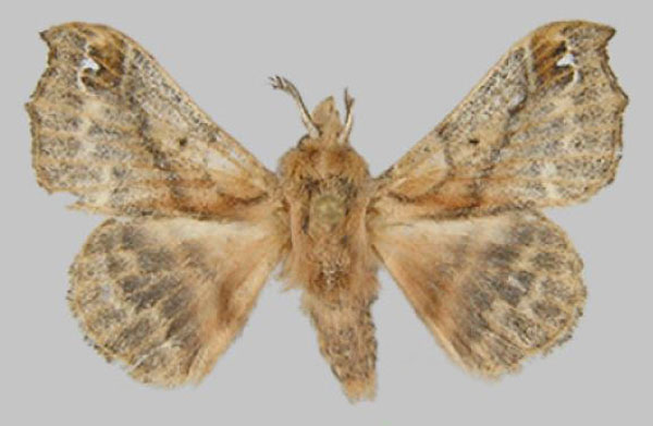 /filer/webapps/moths/media/images/F/fenestrata_Odontopacha_AM_Volkova.jpg