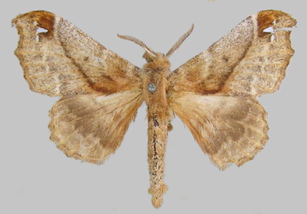 /filer/webapps/moths/media/images/F/fenestrata_Odontopacha_HT_MfN.jpg