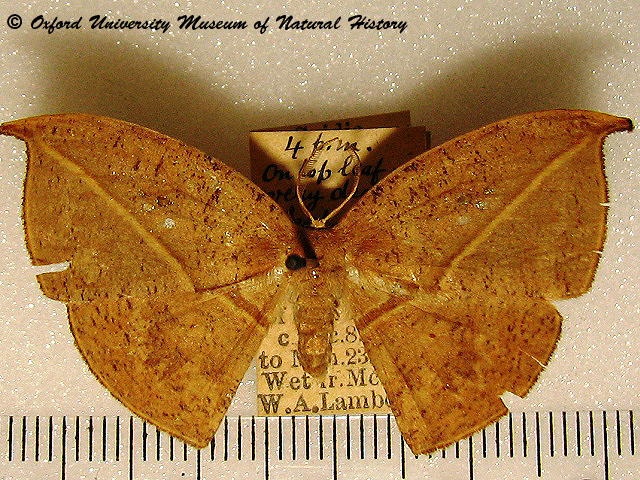 /filer/webapps/moths/media/images/F/fenestrata_Spidia_A_OUMNH_01.jpg