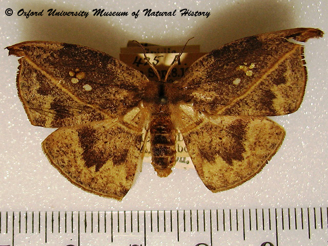 /filer/webapps/moths/media/images/F/fenestrata_Spidia_A_OUMNH_02.jpg