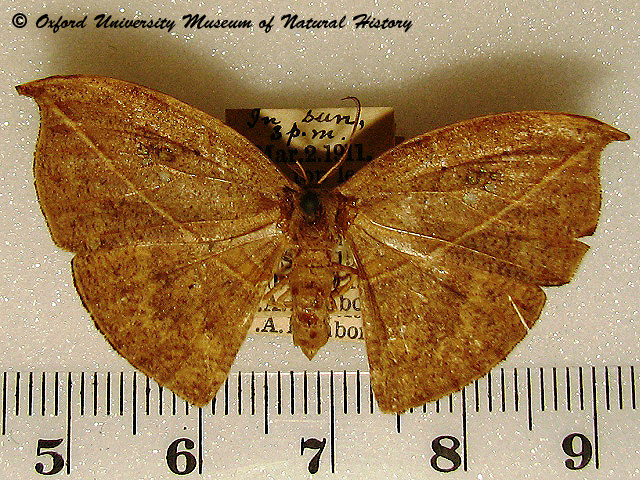 /filer/webapps/moths/media/images/F/fenestrata_Spidia_A_OUMNH_03.jpg