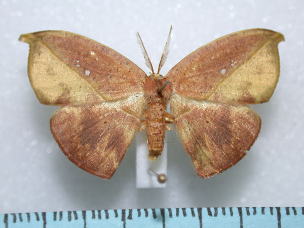 /filer/webapps/moths/media/images/F/fenestrata_Spidia_A_Revell.jpg