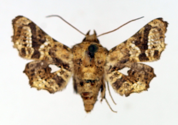 /filer/webapps/moths/media/images/F/fenestratella_Dysodia_AM_TMSA_01.jpg