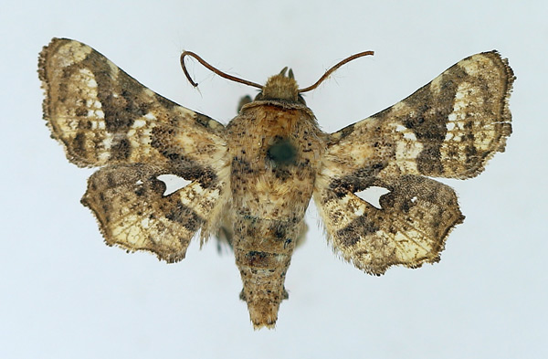 /filer/webapps/moths/media/images/F/fenestratella_Dysodia_AM_TMSA_02.jpg